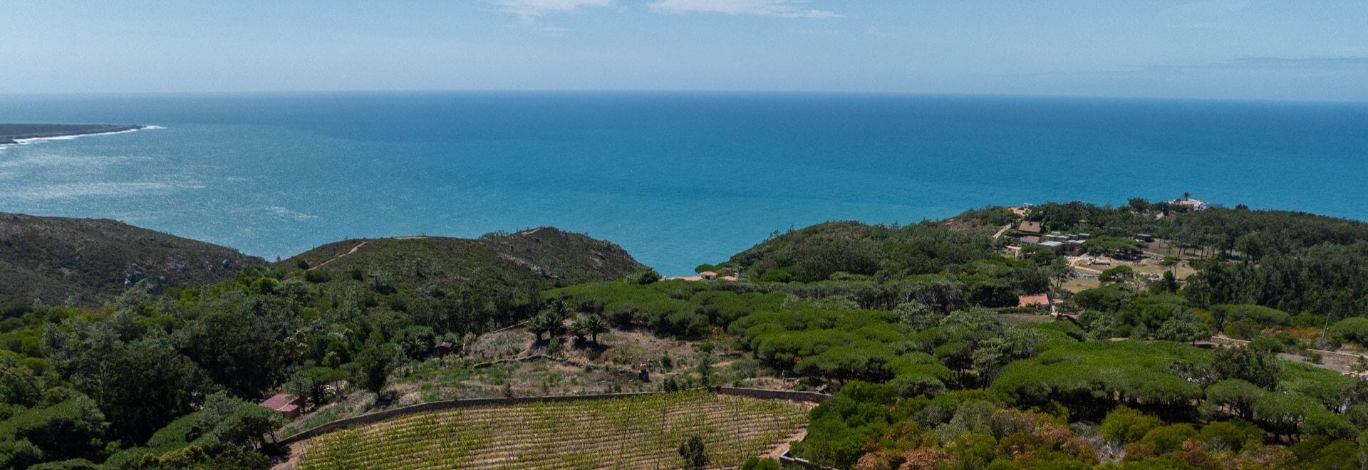 The Atlantic Ocean view vineyards in Portugal near Lisbon